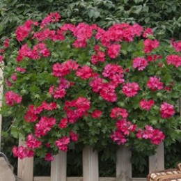 Marcada® Magenta